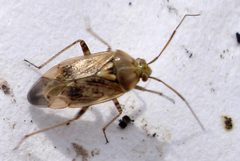 DSC09973 Heteroptera Lygus rugulipennis by Mick Talbot. Used under a CC BY 2.0 license.