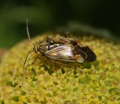 Lygus rugulipennis - Flickr - S. Rae by S. Rae from Scotland, UK. Used under a CC BY 2.0 license.