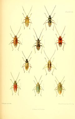 SaundersHemipteraHeteropteraBritishIslandsPlate22 by Edward Saunders. Used under a Public domain license.