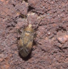 Phytocoris P1310923a by 
xpda. Used under a CC BY-SA 4.0 license.