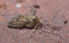 Phytocoris P1310924a by 
xpda. Used under a CC BY-SA 4.0 license.