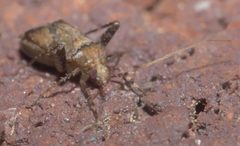 Phytocoris P1310925a by 
xpda. Used under a CC BY-SA 4.0 license.