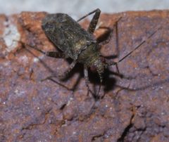 Phytocoris conspurcatus P1500272a by 
xpda. Used under a CC BY-SA 4.0 license.