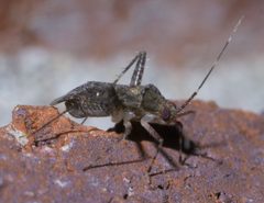 Phytocoris conspurcatus P1500274a by 
xpda. Used under a CC BY-SA 4.0 license.