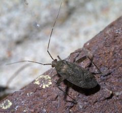 Phytocoris conspurcatus P1550387a by 
xpda. Used under a CC BY-SA 4.0 license.