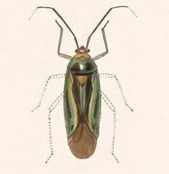Biologia Centrali-Americana - Poecilocapsus nigriger by Bale &amp; Danielsson; Bannwarth, Th.; Cambridge Scientific Instrument Company; Godman, Frederick Du Cane; Hanhart; Horman-Fisher, Maud; Knight, H.; Mintern Bros.; Purkiss, W.; Salvin, Osbert; Saunders, G. S.; Schlereth, M. v.; Sharp, M. A.; Taylor &amp; Francis; Wilson, Edwin. Used under a Public domain license.