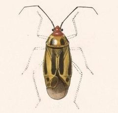 Biologia Centrali-Americana - Poecilocapsus nigriger 2 by Bale &amp; Danielsson; Bannwarth, Th.; Cambridge Scientific Instrument Company; Godman, Frederick Du Cane; Hanhart; Horman-Fisher, Maud; Knight, H.; Mintern Bros.; Purkiss, W.; Salvin, Osbert; Saunders, G. S.; Schlereth, M. v.; Sharp, M. A.; Taylor &amp; Francis; Wilson, Edwin. Used under a Public domain license.
