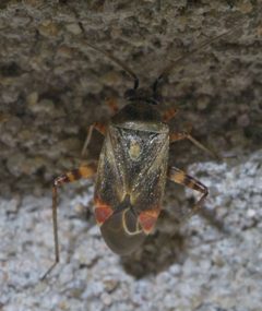 Polymerus basalis P1640956a by 
xpda. Used under a CC BY-SA 4.0 license.
