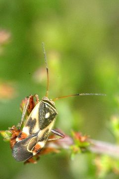 Polymerus.unifasciatus by James K. Lindsey. Used under a CC BY-SA 3.0 license.