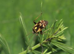 Polymerus unifasciatus Enka 01 by Alciphron-Enka. Used under a CC BY-SA 4.0 license.