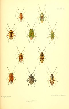 SaundersHemipteraHeteropteraBritishIslesPlate23 by Edward Saunders. Used under a Public domain license.