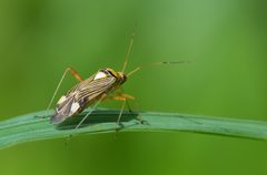 Eichen-Schmuckwanze Rhabdomiris striatellus by Richard Bartz. Used under a CC BY-SA 2.5 license.