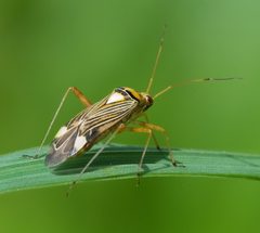 Eichen-Schmuckwanze Rhabdomiris striatellus 2 by Richard Bartz. Used under a CC BY-SA 2.5 license.