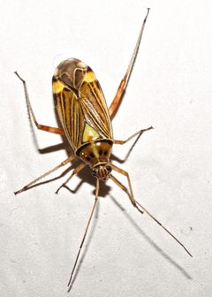 Rhabdomiris striatellus by Tiia Monto. Used under a CC BY-SA 3.0 license.
