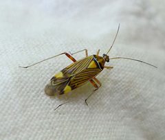 Rhabdomiris striatellus - Miridae - Flickr - gailhampshire by gailhampshire from Cradley, Malvern, U.K. Used under a CC BY 2.0 license.