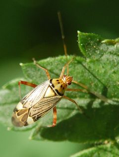 Rhabdomiris striatellus 080514 by Accipiter (Rainer Altenkamp, Berlin). Used under a CC BY-SA 3.0 license.