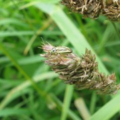 A bug - Stenotus binotatus - geograph.org.uk - 6539566 by M J Richardson . Used under a CC BY-SA 2.0 license.