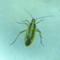 A bug - Stenotus binotatus - geograph.org.uk - 6539570 by M J Richardson . Used under a CC BY-SA 2.0 license.
