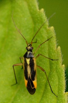 Stenotus.binotatus.-.lindsey by James K. Lindsey. Used under a CC BY-SA 3.0 license.