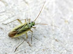 Stenotus binotatus01 by wikipedia. Used under a Attribution license.