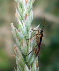 Stenotus binotatus feeding by Stemonitis. Used under a CC BY-SA 3.0 license.