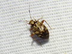 Taedia virgulata by Sam Kieschnick. Used under a CC BY 4.0 license.