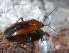 Tropidosteptes cardinalis P1590960a by 
xpda. Used under a CC BY-SA 4.0 license.