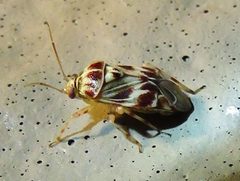 Tropidosteptes quercicola by Annika Lindqvist. Used under a CC BY 4.0 license.