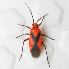 Oncerometopus nigriclavus adult by Jgw-atx. Used under a CC BY 4.0 license.