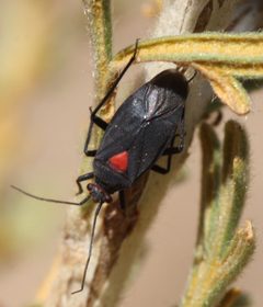 Prepops rubroscutellatus 46135899 by Andrew Meeds. Used under a CC BY 4.0 license.