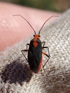 Prepopsrubrovittatus by Will Kuhn. Used under a CC BY 4.0 license.