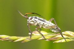 Leptopterna.ferrugata.nymph by James K. Lindsey. Used under a CC BY-SA 3.0 license.