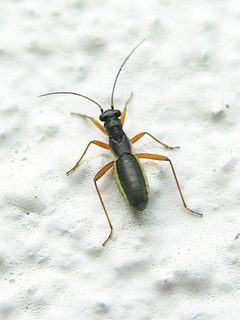 Insecto de Galicia GFDL766 by Luis Miguel Bugallo Sánchez (Lmbuga Commons)(Lmbuga Galipedia)

Publicada por/Publish by:  Luis Miguel Bugallo Sánchez. Used under a CC BY-SA 3.0 license.