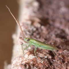 Trigonotylus caelestialium P1110421a by 
xpda. Used under a CC BY-SA 4.0 license.