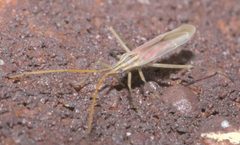 Trigonotylus pulcher P1130586a by 
xpda. Used under a CC BY-SA 4.0 license.