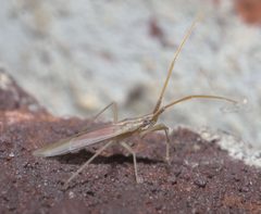 Trigonotylus pulcher P1130590a by 
xpda. Used under a CC BY-SA 4.0 license.