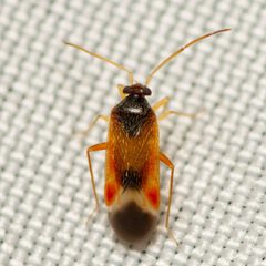 Ceratocapsus apicalis - inat 328407346 by {{{name}}}. Used under a CC BY 4.0 license.