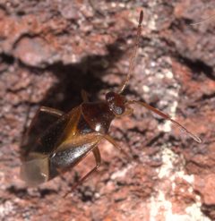 Ceratocapsus modestus - inat 81307373 by {{{name}}}. Used under a CC BY-SA 4.0 license.