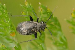 Orthocephalus.coriaceus2.-.lindsey by James K. Lindsey. Used under a CC BY-SA 3.0 license.