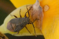 Orthocephalus.coriaceus4.-.lindsey by James K. Lindsey. Used under a CC BY-SA 3.0 license.