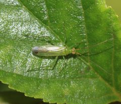 Blepharidopterus angulatus - Flickr - S. Rae by S. Rae from Scotland, UK. Used under a CC BY 2.0 license.