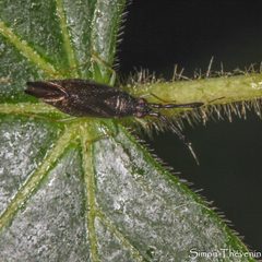 Heterotoma planicornis by Simon Thevenin. Used under a CC BY-SA 4.0 license.