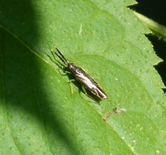 Heterotoma planicornis Miridae - Flickr - gailhampshire by gailhampshire from Cradley, Malvern, U.K. Used under a CC BY 2.0 license.