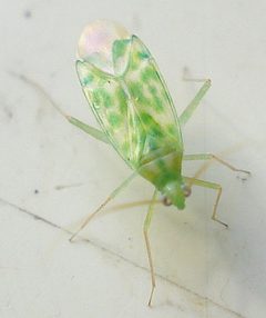 Malacocoris chlorizans by Mick Talbot. Used under a CC BY 2.0 license.