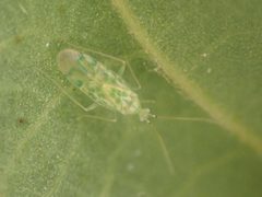 Malacocoris chlorizans 236531181 by giantcicada. Used under a CC BY 4.0 license.