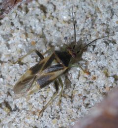 Orthotylus P1600147a by 
xpda. Used under a CC BY-SA 4.0 license.