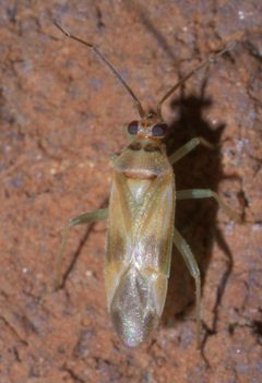 Orthotylus ornatus P1390467a by 
xpda. Used under a CC BY-SA 4.0 license.