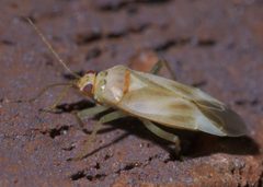 Orthotylus ornatus P1590987a by 
xpda. Used under a CC BY-SA 4.0 license.