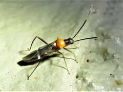 Pseudoxenetus regalis by Annika Lindqvist. Used under a CC BY 4.0 license.