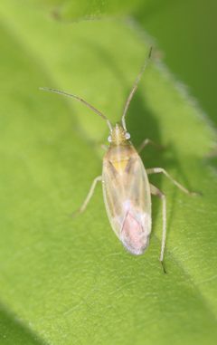 Amblytylus nasutus 142563094 by Michel Langeveld. Used under a CC BY-SA 4.0 license.